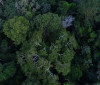 Países amazônicos defenderão fundo para preservar florestas 