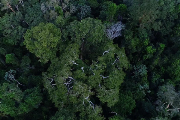 Países amazônicos defenderão fundo para preservar florestas