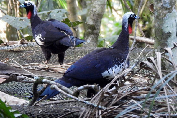 Em risco de extinção, jacutingas são devolvidas à natureza em SP