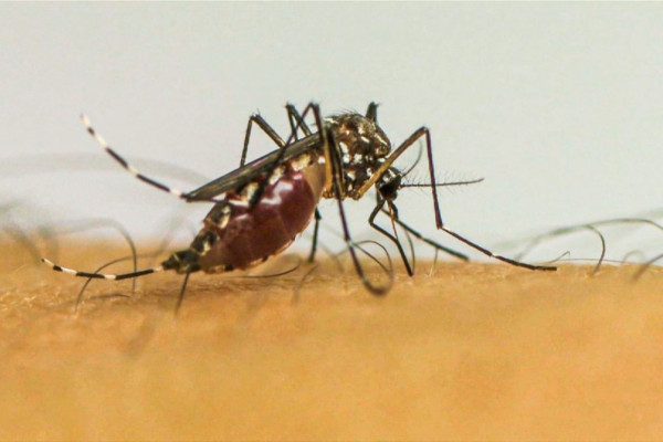 Doenças transmitidas por mosquitos serão novo normal na Europa