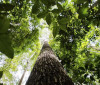 Países defendem fundo florestal com recursos carimbados para indígenas