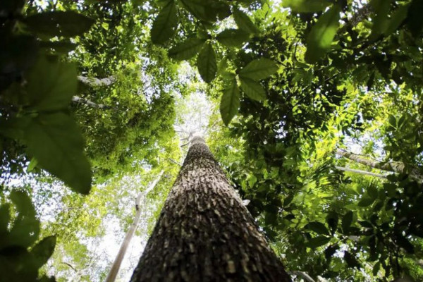 Países defendem fundo florestal com recursos carimbados para indígenas