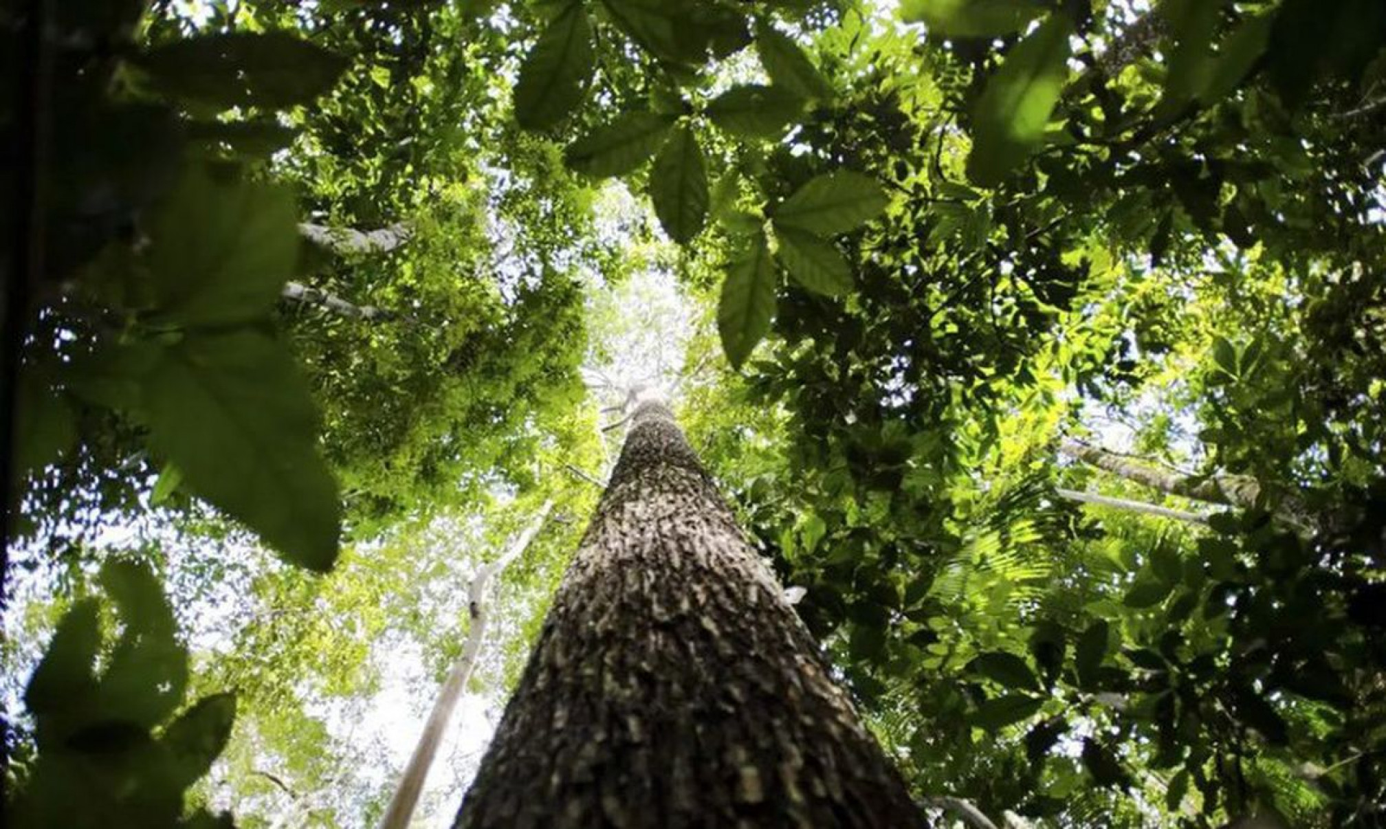 Países defendem fundo florestal com recursos carimbados para indígenas