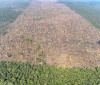 Desmatamento é responsável por mais de 28 mil mortes anuais por calor