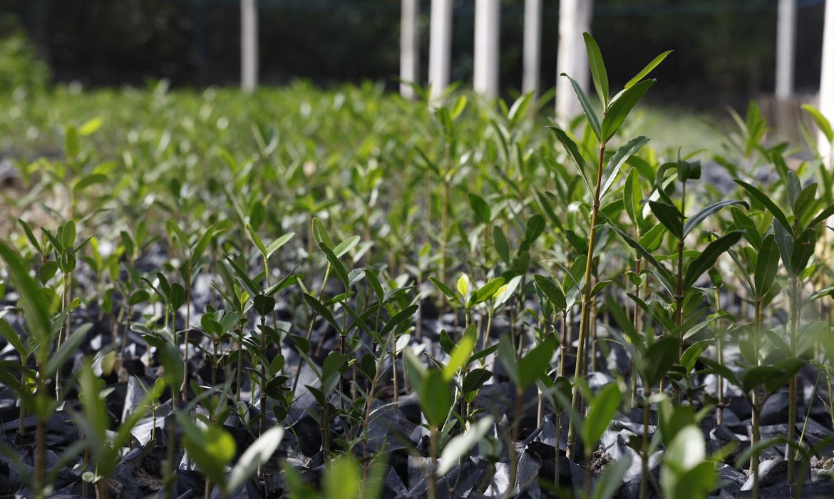 UFRJ propõe "Re-Amazonizar o Brasil" no Festival do Conhecimento 2025