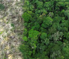 Pesquisa mede impacto de mudanças do clima e desmatamento na Amazônia 