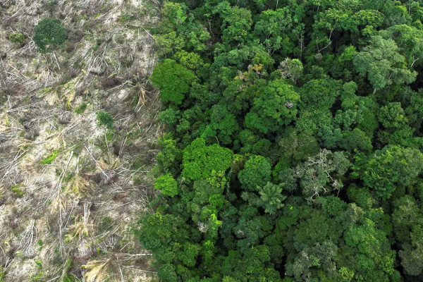 Pesquisa mede impacto de mudanças do clima e desmatamento na Amazônia 