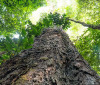 Mudança climática: gigantes da Amazônia podem ajudar cientistas