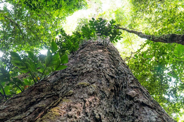Mudança climática: gigantes da Amazônia podem ajudar cientistas