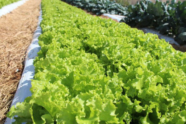 Crise climática ameaça cultivo de alface em campo aberto, diz Embrapa
