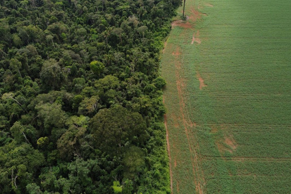 Estados e DF devem padronizar Autorização de Supressão de Vegetação