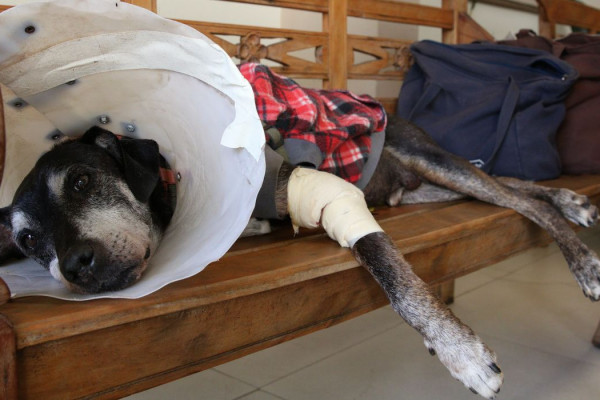 Câmara aprova projeto que tipifica exercício ilegal da veterinária
