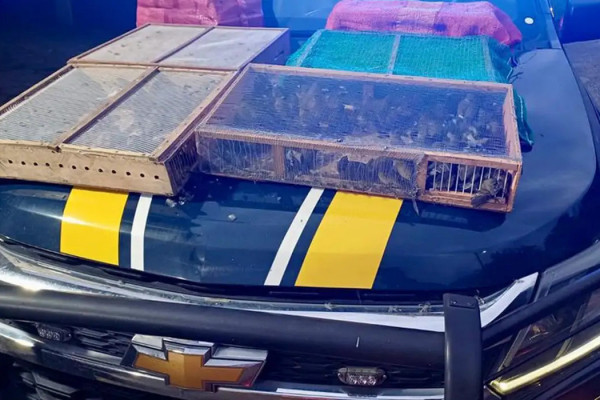 Homem é preso com mais de 1 mil aves silvestres no RJ; 180 morreram