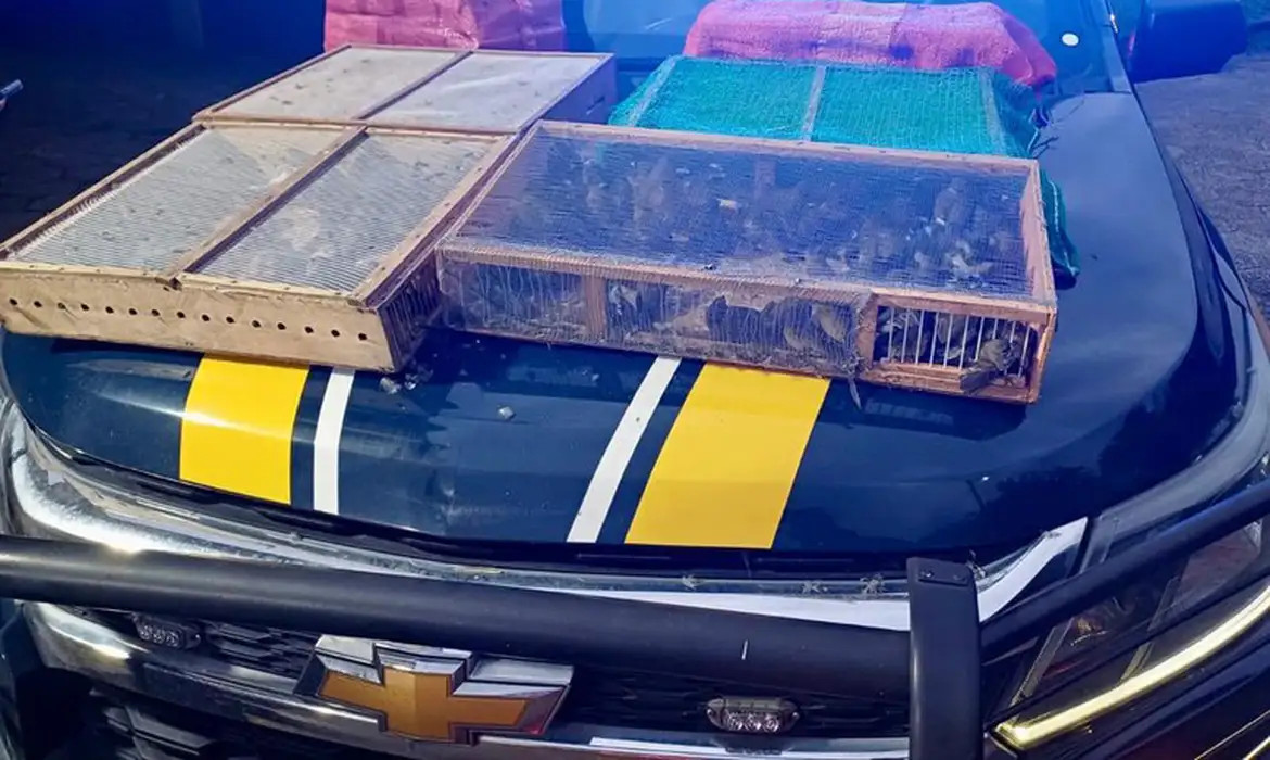 Homem é preso com mais de 1 mil aves silvestres no RJ; 180 morreram