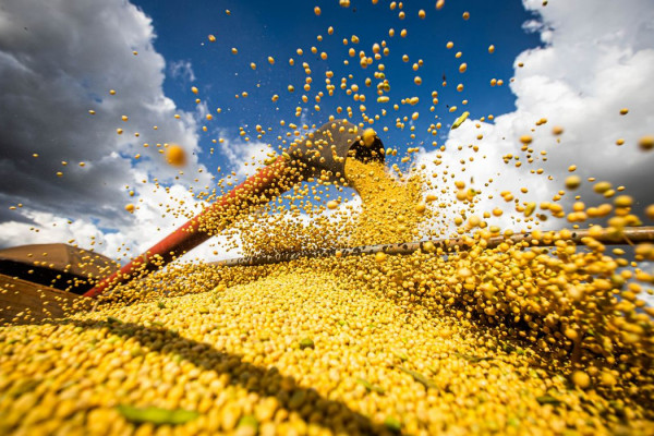 Valor da produção agrícola brasileira recua 3,9% em 2024, mostra IBGE