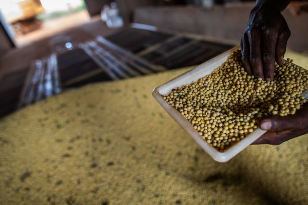 Sorriso, no MT, tem maior PIB agrícola do país; veja o ranking