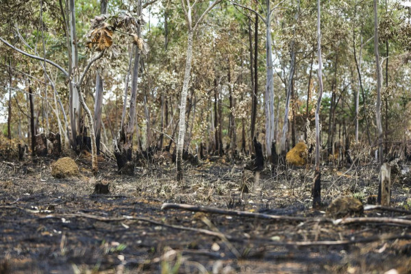 Ano de 2025 é quinto com maior área atingida por queimadas até agosto