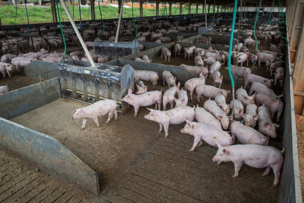 Produção de carne suína e de frango terá volume recorde em 2026