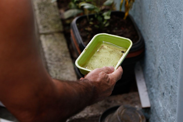 Chikungunya traz preocupações após uma década de presença no Brasil