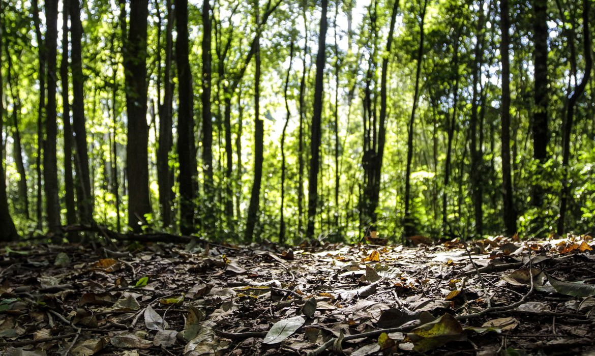 Produção florestal do país cresce 16,7% e chega a R$ 44,3 bi em 2024