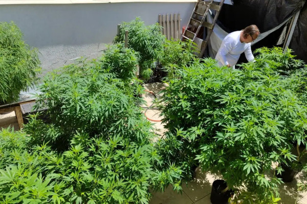 AGU pede mais tempo para regular uso da cannabis medicinal