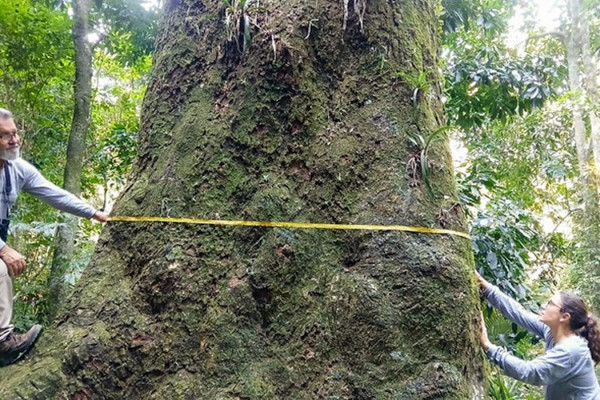 Jequitibá-rosa com cerca de 500 anos é localizado em parque no Rio