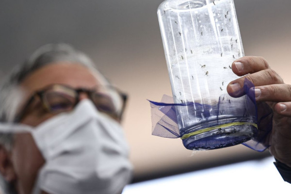 Fábrica de mosquitos oferece tecnologias para redução da dengue