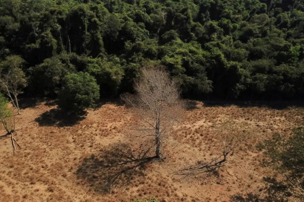 Brasil pode suprir demanda por bioenergia sem desmatar, aponta estudo