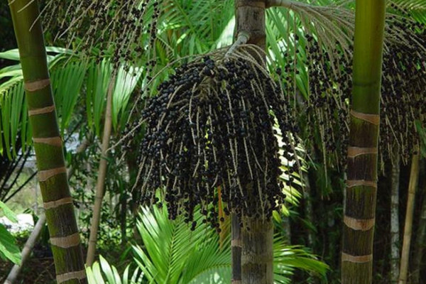 Projeto transforma áreas de queimada em produção sustentável no Marajó
