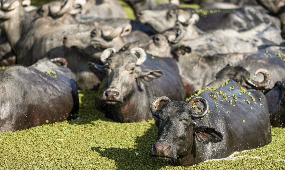 Fazendeiro planeja criar universidade do búfalo na Ilha de Marajó