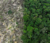 Restauro florestal pode render US$ 100 bi por ano a países tropicais