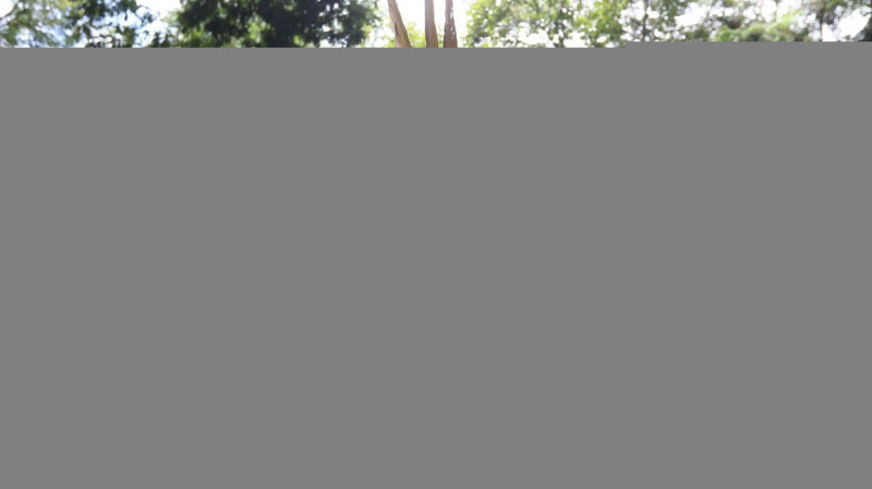 PF investiga ataques armados contra povo pataxó do sul da Bahia