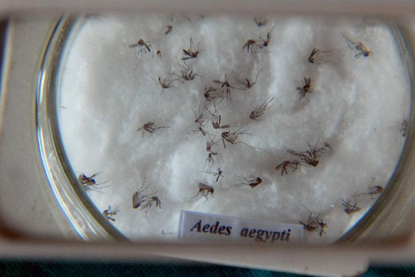 Pesquisa do Butantan padroniza nomenclatura de vírus da dengue