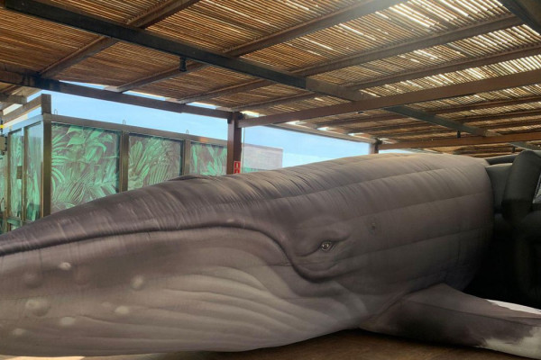 Jardim Botânico do Rio expõe réplica de jubarte por conscientização