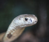Estudo prevê substituição de roedor em testes antiveneno de serpentes