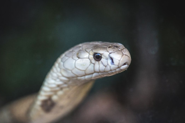 Estudo prevê substituição de roedor em testes antiveneno de serpentes