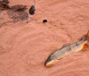 Samarco e Vale são multadas em mais de R$ 1,8 bilhão 