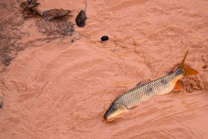 Samarco e Vale são multadas em mais de R$ 1,8 bilhão 