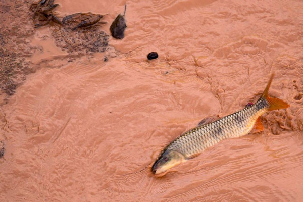 Samarco e Vale são multadas em mais de R$ 1,8 bilhão
