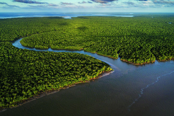 Exposição no CCBB RJ destaca importância e riqueza dos manguezais