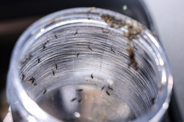 Ministério da Saúde intensificará mobilização contra dengue no Brasil