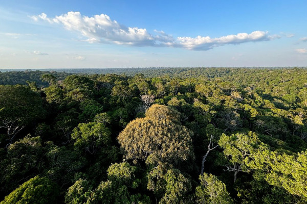 COP30: o que é, quando acontece e o que será discutido em Belém 
