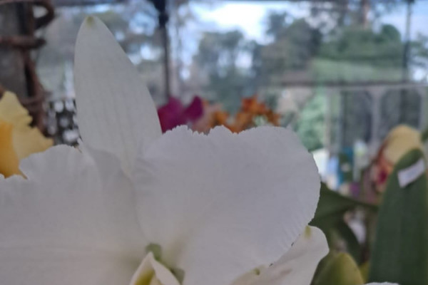 6º Festival de Orquídeas e Suculentas 