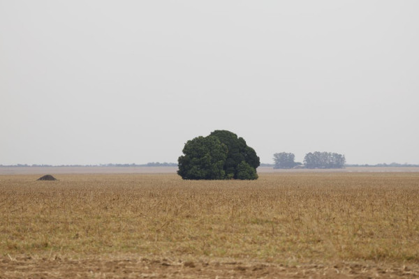 Fronteira Cerrado: o agronegócio entre desenvolvimento e destruição
