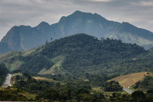 SOS Mata Atlântica mobiliza setor privado para conservação do bioma