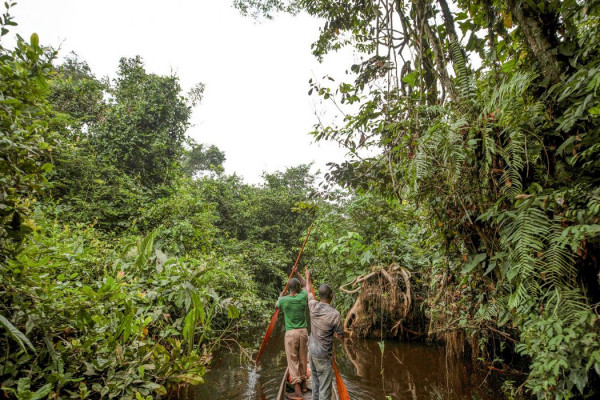 França lidera ação de US$ 2,5 bilhões para proteger floresta do Congo