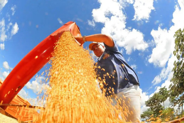 Safra deve recuar 3,7% em 2026, depois de um 2025 recorde