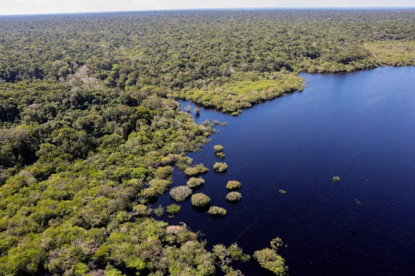 COP30: quarto leilão do Eco Invest terá foco exclusivo na Amazônia
