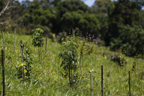 Revisão do IBGE: Mata Atlântica perde 1% de área e Cerrado ganha 1,8% 