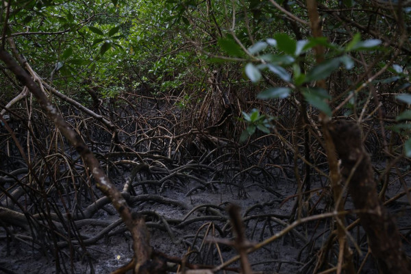 Pacto global para proteger manguezais tem adesão de 46 governos